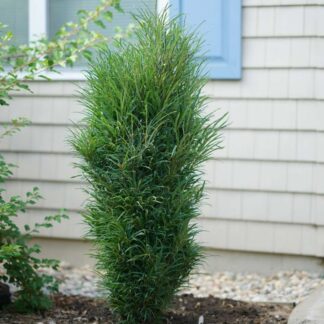 Rhamnus Frangula Alnus 'Fine Line' - Buckhorn
