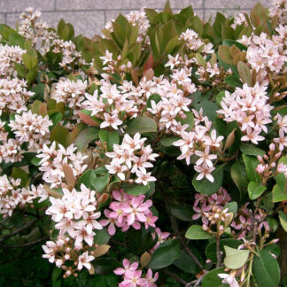 Rhaphiolepis Umbellata