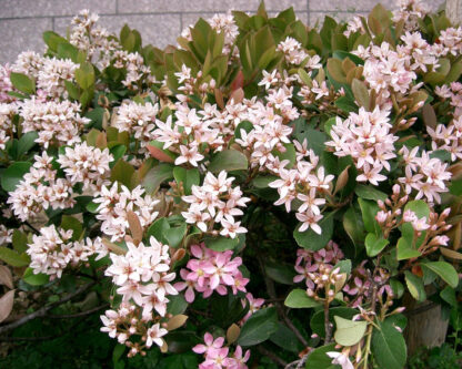 Rhaphiolepis Umbellata