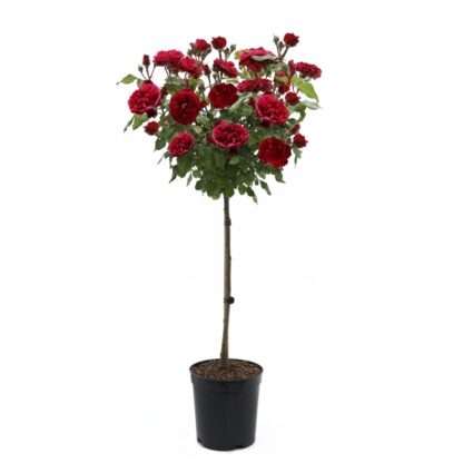 Rose 'Mister Lincoln' - Large Standard Rose Tree - Circa 130-150cm