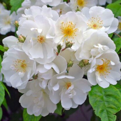 Large 5-6ft Climbing Rose Bobbie James