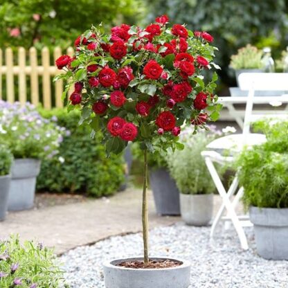 Large Red Standard Rose Tree 'Dallas'  - Circa 130-150cms Tall