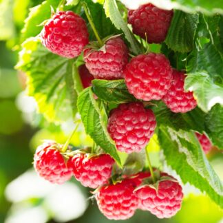 Raspberry Tulameen Pearl - Rubus Tulameen - Large Plant