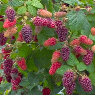 Rubus Tayberry - Raspberry Blackberry Hybrid