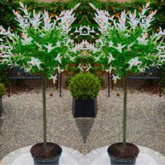 Pair of Standard Topiary Salix Flamingo
