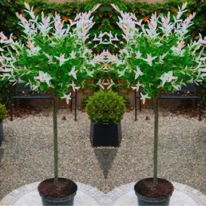 Pair of Standard Topiary Salix Flamingo