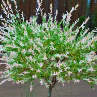 Salix Integra 'Hakuro-Nishiki' Patio Flamingo Tree - Dappled Willow