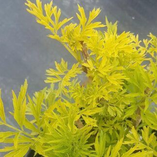 Sambucus Nigra Golden Tower