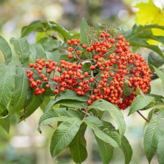 Sorbus Sargentiana - Sargents Rowan