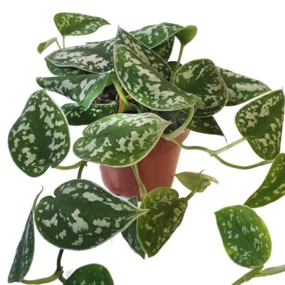 Satin Pothos - Epipremnum Pictum Argyraeus - Scindapsus