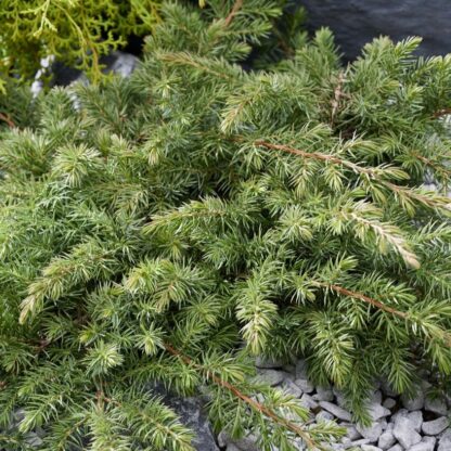 Juniperus Conferta Schlager