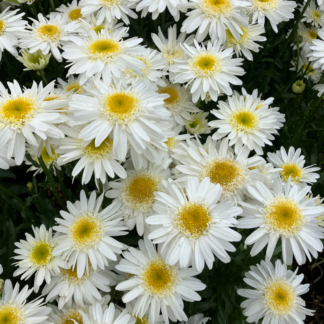 Leucanthemum Real Comet