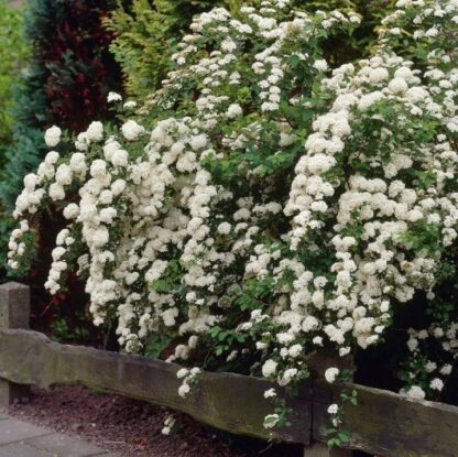 Spirea Arguta - Bridal Wreath Spiraea