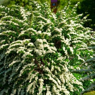 Spirea Nipponica Snowmound - Snow Mound  Spiraea