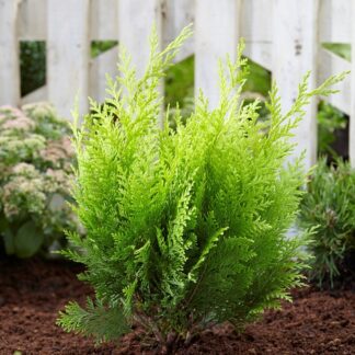 Chamaecyparis Lawsoniana Stardust