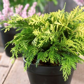 Chamaecyparis Lawsoniana Sunkist