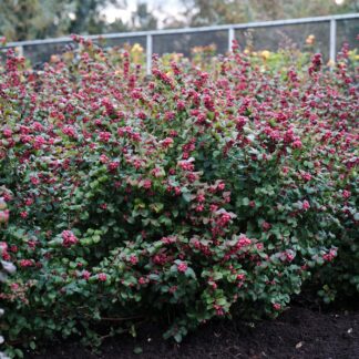 Symphoricarpos Dorenborsii Magical Candy  - Snowberry