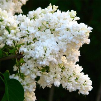 Syringa Vulgaris Madame Florent Stepman