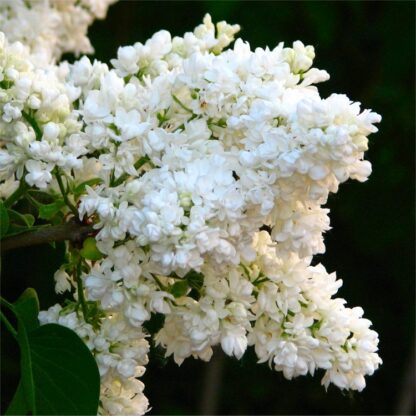 Syringa Vulgaris Madame Florent Stepman