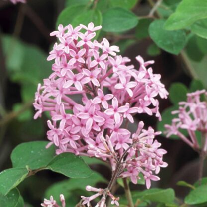 Syringa Red Pixie