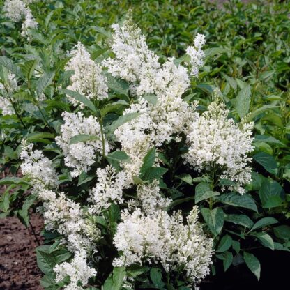 Syringa Josikaea 'Holger' - Large Lilac Tree