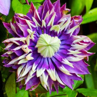 Clematis Taiga - Stunning Brand New & Exclusive Hardy Climbing Tiger Clematis Florida 'Taiga'