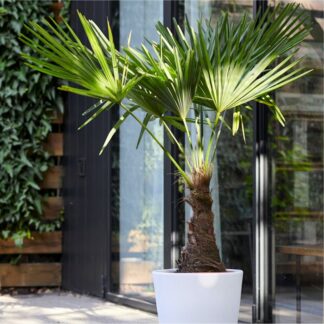 Trachycarpus Fortunei - Large Hardy Windmill Palm - 100-120cm