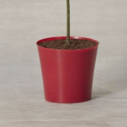 Red Cover Pot - 20cm Diameter