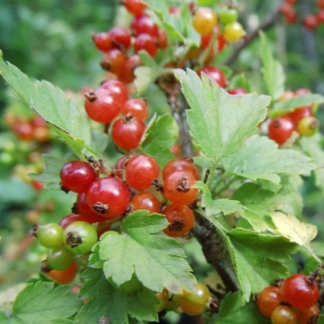 Ribes Alpinum 'Schmidt' - Alpine Currant