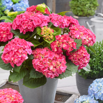 Hydrangea Macrophylla Little Xs Pink - Compact Mophead Hydrangea