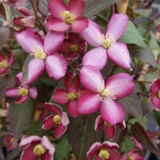 Clematis Montana Van Gogh - Spring Flowering Clematis