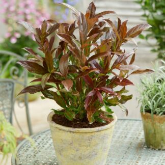 Viburnum Odoratissimum Coppertop