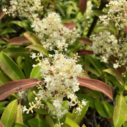 Viburnum Henryi