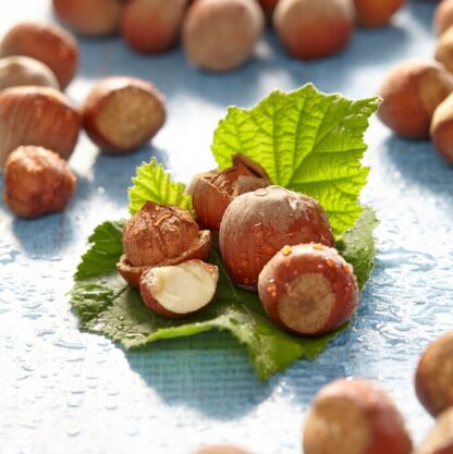 Hazelnut Bush - Corylus Avellana Yamhill - Nut Tree