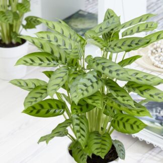 Calathea Leopardina