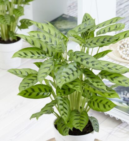 Calathea Leopardina