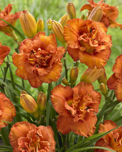 Hemerocallis Awesome Luck