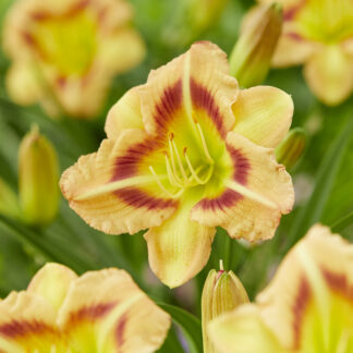 Hemerocallis London Eye