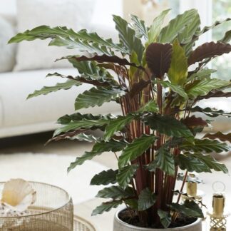 Calathea Rufibarba Velvet