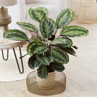 Calathea Medallion