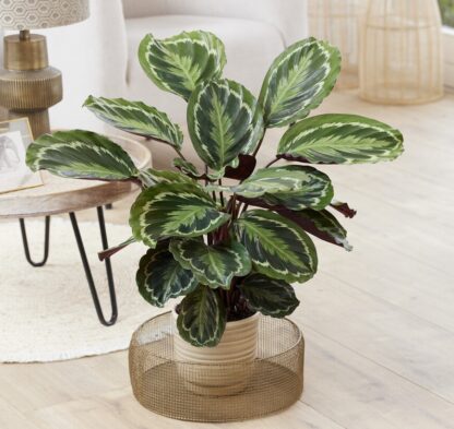 Calathea Medallion