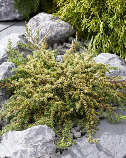 Juniperus Communis 'Lemon Carpet'