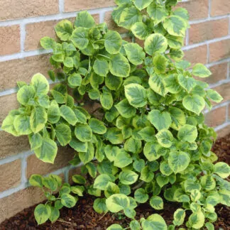 Hydrangea Petiolaris Mirranda -  Variegated Climbing Hydrangea
