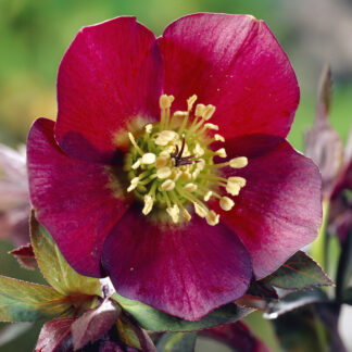 Helleborus Pretty Ellen Red