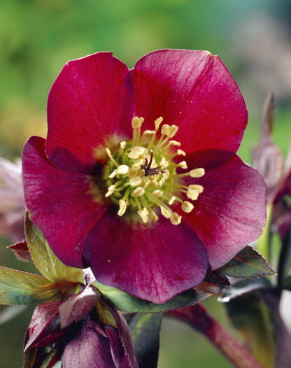 Helleborus Pretty Ellen Red