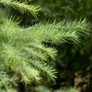 Larix Kaempferi