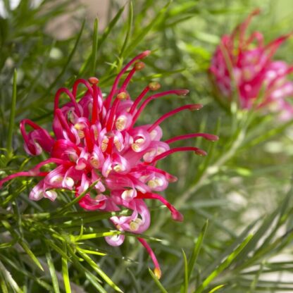 Grevillea Juniperina