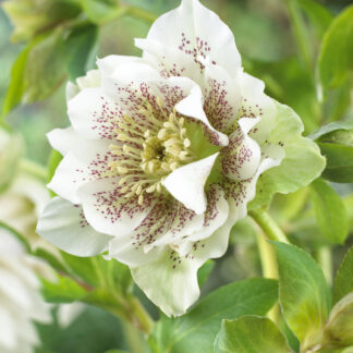 Helleborus Orientalis Double White Spotted - Hellebore