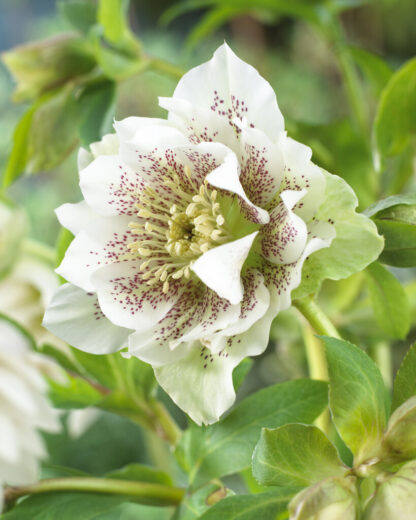 Helleborus Orientalis Double White Spotted - Hellebore