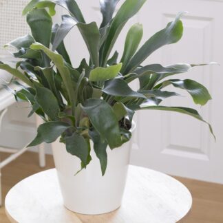Platycerium Bifurcatum - Common Staghorn Fern in Hanging Basket